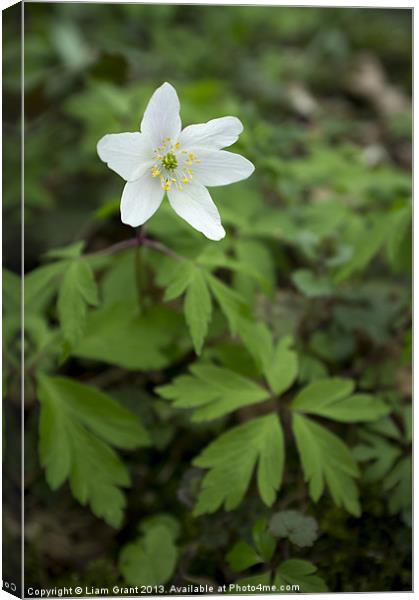 Wild Wood Anemone. Norfolk, UK in Spring. Canvas Print by Liam Grant