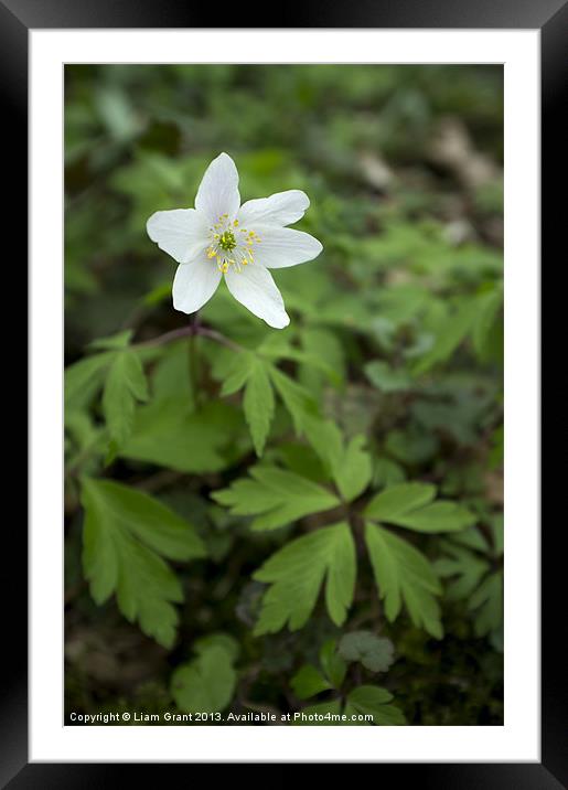 Wild Wood Anemone. Norfolk, UK in Spring. Framed Mounted Print by Liam Grant