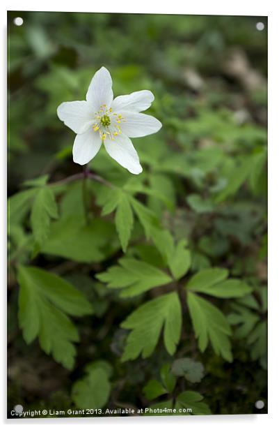 Wild Wood Anemone. Norfolk, UK in Spring. Acrylic by Liam Grant