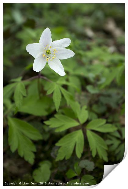 Wild Wood Anemone. Norfolk, UK in Spring. Print by Liam Grant