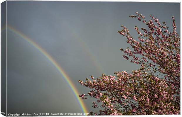 Rainbow and Cherry tree blossom. Norfolk, UK in Sp Canvas Print by Liam Grant