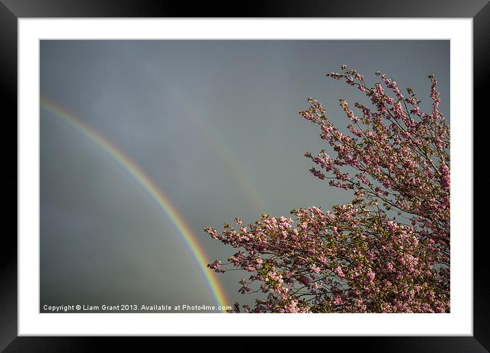 Rainbow and Cherry tree blossom. Norfolk, UK in Sp Framed Mounted Print by Liam Grant