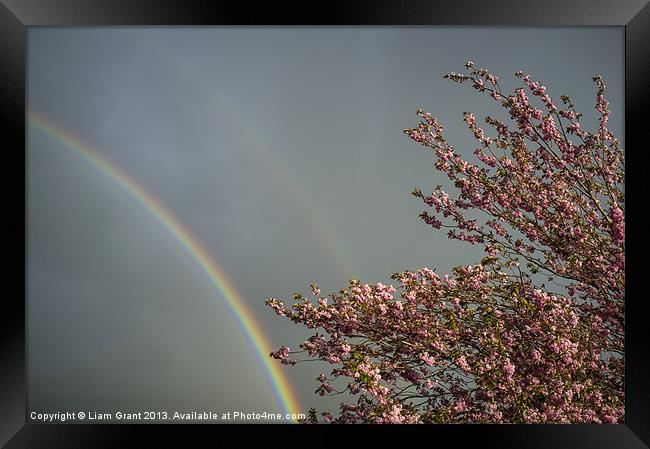 Rainbow and Cherry tree blossom. Norfolk, UK in Sp Framed Print by Liam Grant