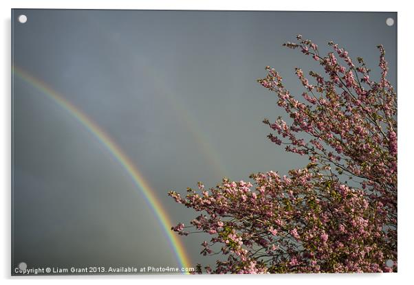 Rainbow and Cherry tree blossom. Norfolk, UK in Sp Acrylic by Liam Grant