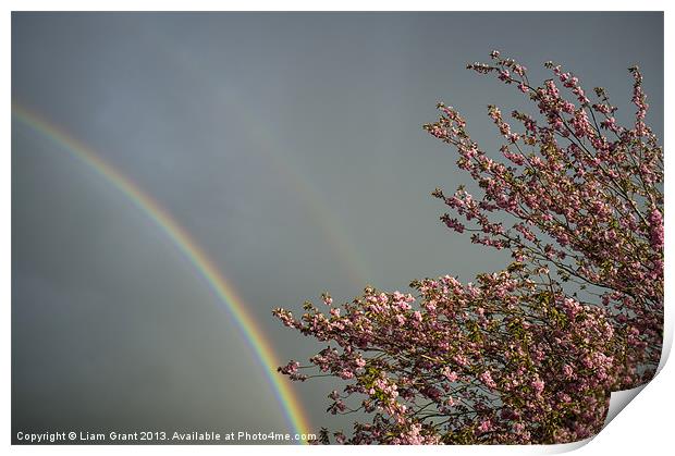 Rainbow and Cherry tree blossom. Norfolk, UK in Sp Print by Liam Grant