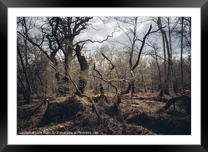 Twisted gnarled tree branches along the Nar Valley Framed Mounted Print by Liam Grant