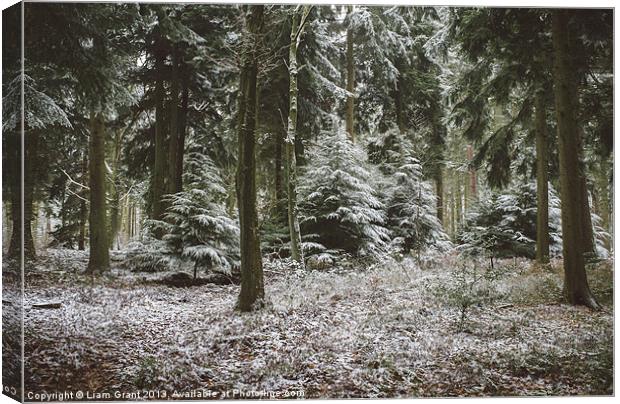 Pine trees in snow. Thetford forest, Norfolk, UK. Canvas Print by Liam Grant