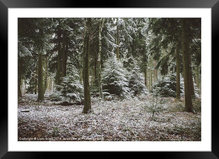 Pine trees in snow. Thetford forest, Norfolk, UK. Framed Mounted Print by Liam Grant