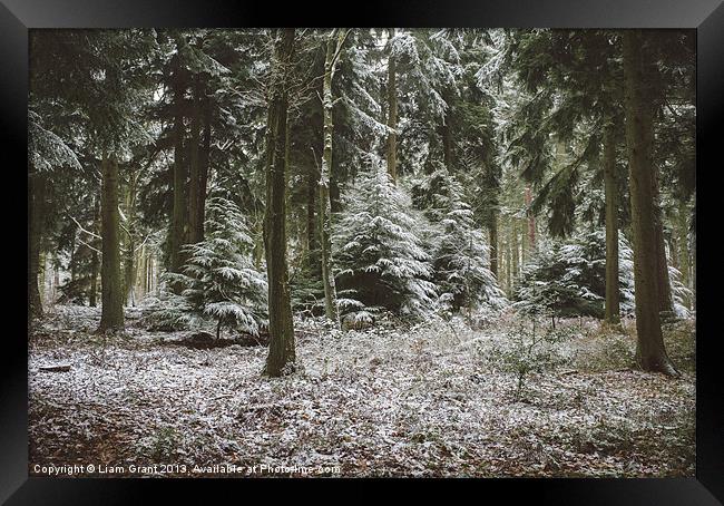 Pine trees in snow. Thetford forest, Norfolk, UK. Framed Print by Liam Grant
