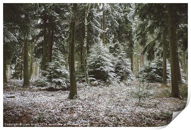 Pine trees in snow. Thetford forest, Norfolk, UK. Print by Liam Grant