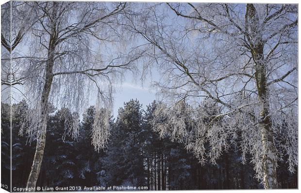 Frozen, snow covered Silver Birch trees. Norfolk,  Canvas Print by Liam Grant