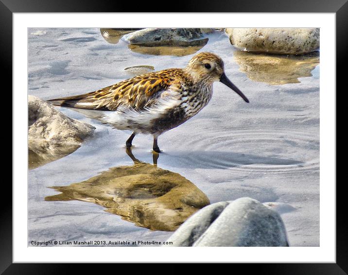 The Dunlin Framed Mounted Print by Lilian Marshall