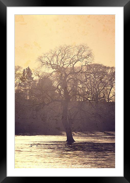 Golden Tree Framed Mounted Print by Vicky Mitchell