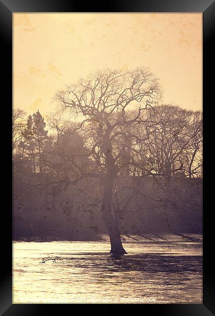 Golden Tree Framed Print by Vicky Mitchell