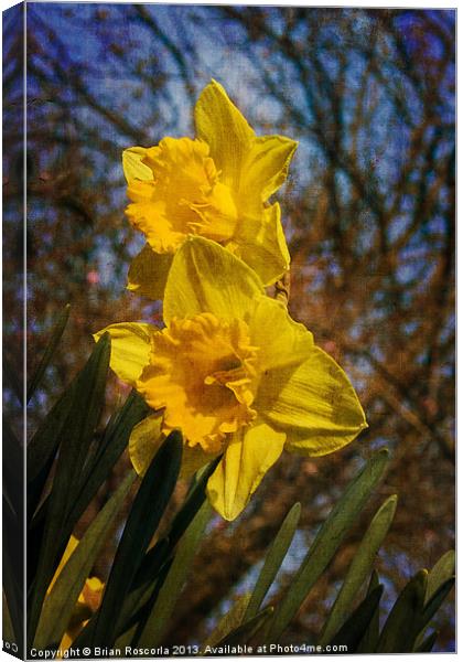 Spring Daffodils Canvas Print by Brian Roscorla