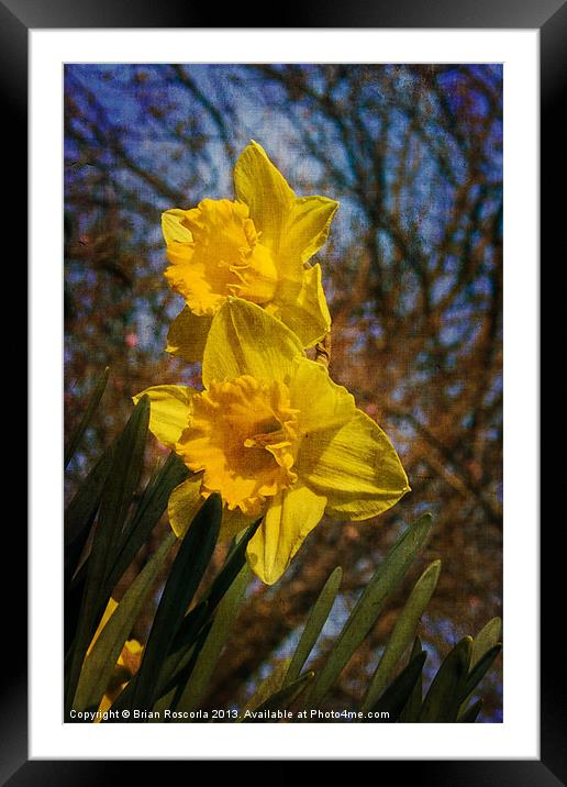 Spring Daffodils Framed Mounted Print by Brian Roscorla