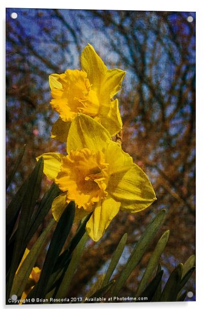 Spring Daffodils Acrylic by Brian Roscorla