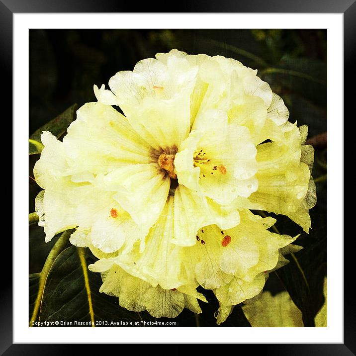 White Rhododendrons Framed Mounted Print by Brian Roscorla