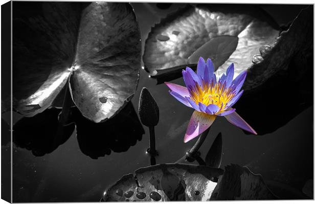 Water Lily Canvas Print by Mark Llewellyn