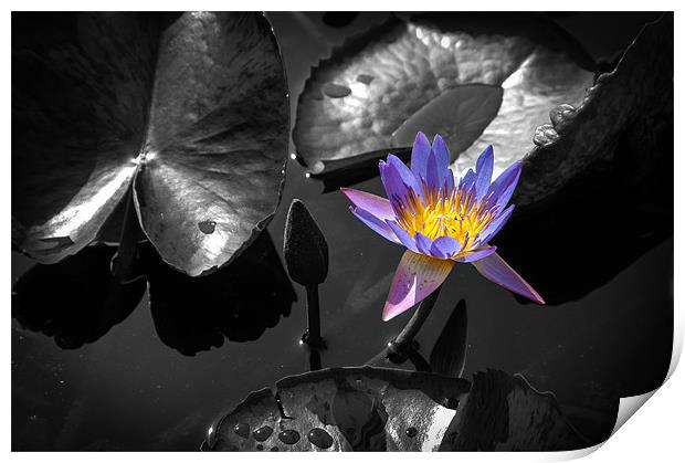 Water Lily Print by Mark Llewellyn