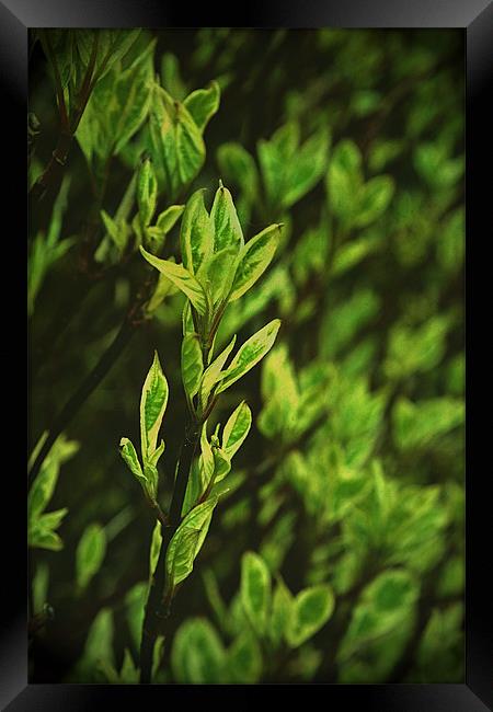 Fresh leaves.. Framed Print by Nadeesha Jayamanne