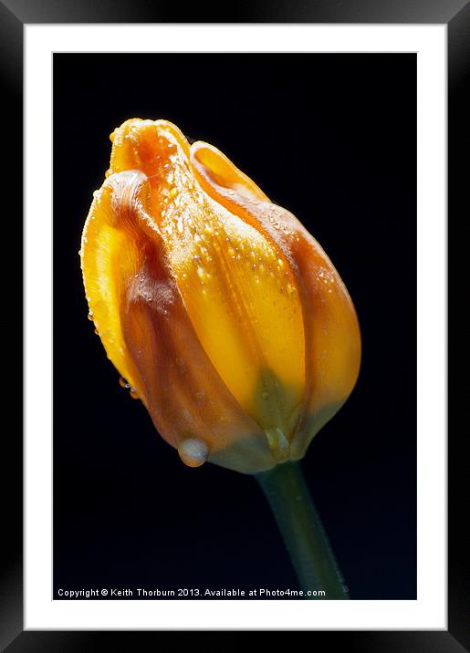Tulip Watered Framed Mounted Print by Keith Thorburn EFIAP/b