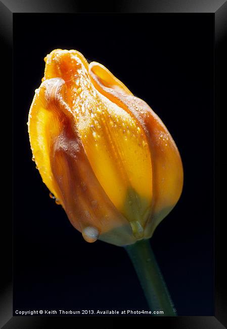 Tulip Watered Framed Print by Keith Thorburn EFIAP/b