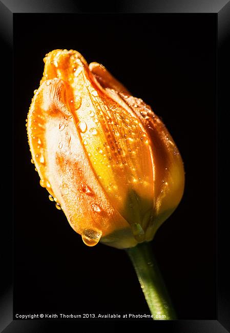 Old Tulip Watered Framed Print by Keith Thorburn EFIAP/b