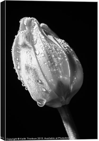 Black and White Tulip Canvas Print by Keith Thorburn EFIAP/b