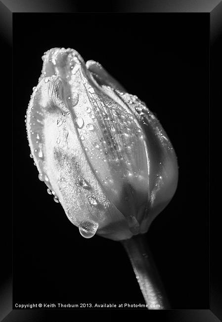 Black and White Tulip Framed Print by Keith Thorburn EFIAP/b