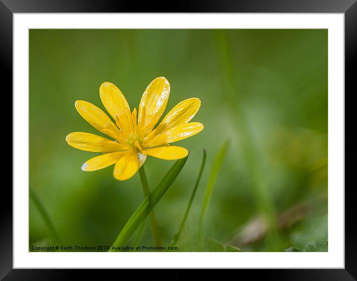 Buttercup Framed Mounted Print by Keith Thorburn EFIAP/b
