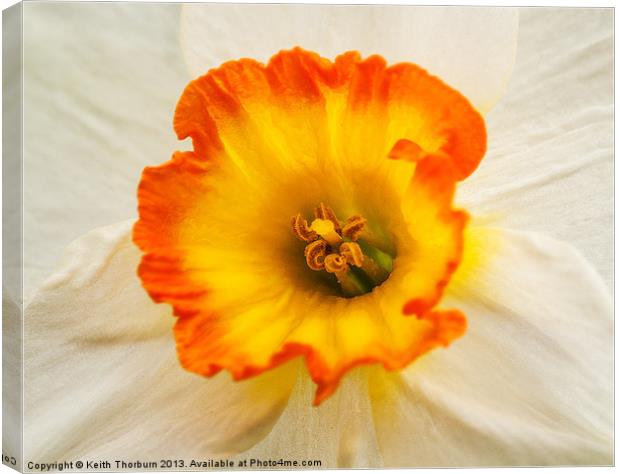 White Daffodil Canvas Print by Keith Thorburn EFIAP/b