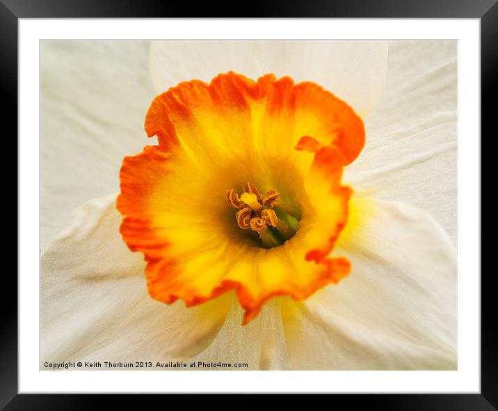 White Daffodil Framed Mounted Print by Keith Thorburn EFIAP/b