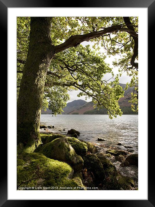 Oak tree on the shore of Buttermere. Framed Mounted Print by Liam Grant