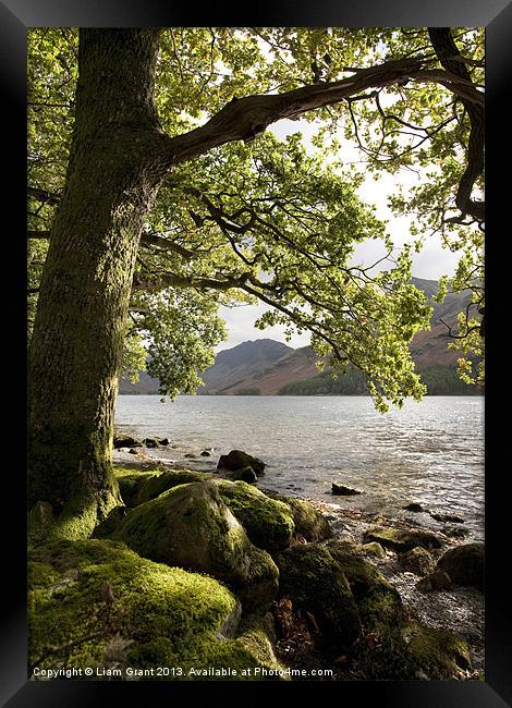 Oak tree on the shore of Buttermere. Framed Print by Liam Grant