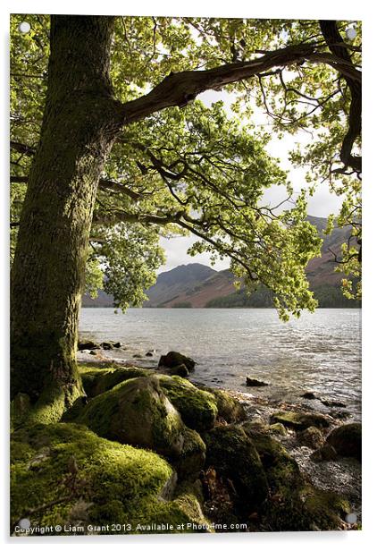 Oak tree on the shore of Buttermere. Acrylic by Liam Grant