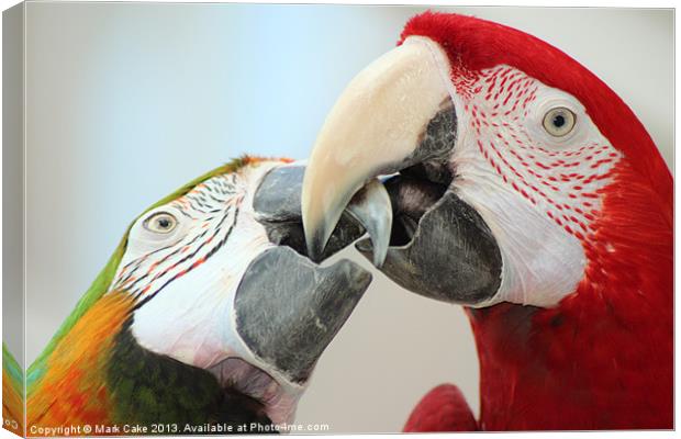 Beaking macaws Canvas Print by Mark Cake