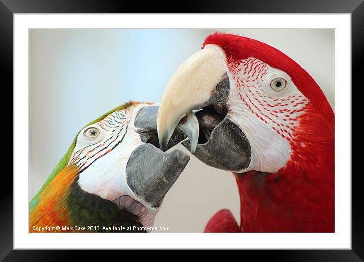 Beaking macaws Framed Mounted Print by Mark Cake