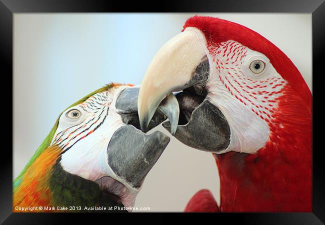 Beaking macaws Framed Print by Mark Cake