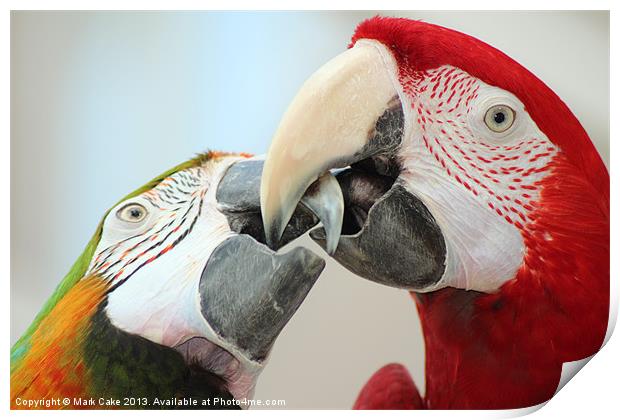 Beaking macaws Print by Mark Cake