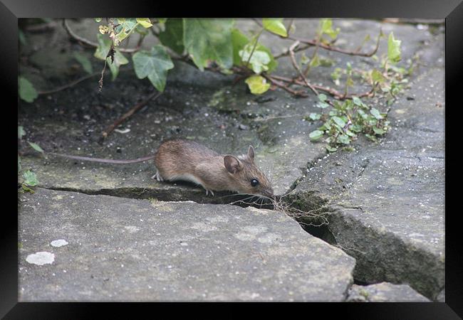 Field mouse Framed Print by Mark Cake