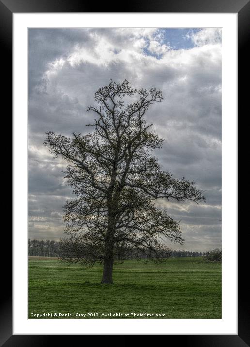 HDR Tree Framed Mounted Print by Daniel Gray