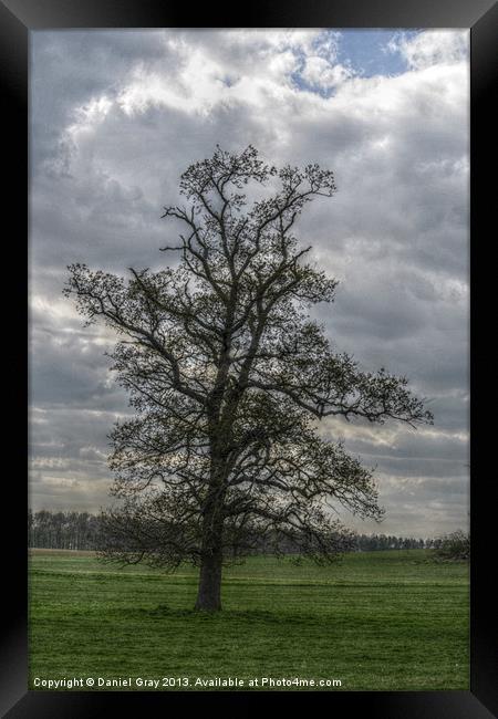 HDR Tree Framed Print by Daniel Gray