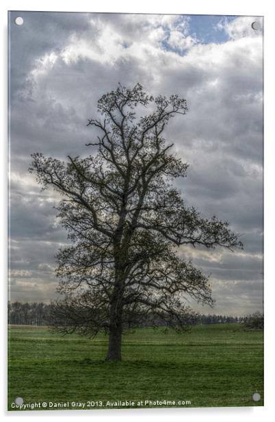 HDR Tree Acrylic by Daniel Gray