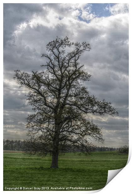 HDR Tree Print by Daniel Gray