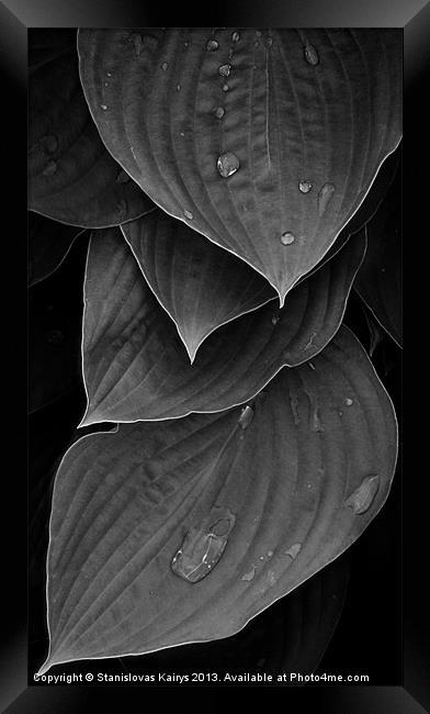 Foliage #1 Framed Print by Stanislovas Kairys