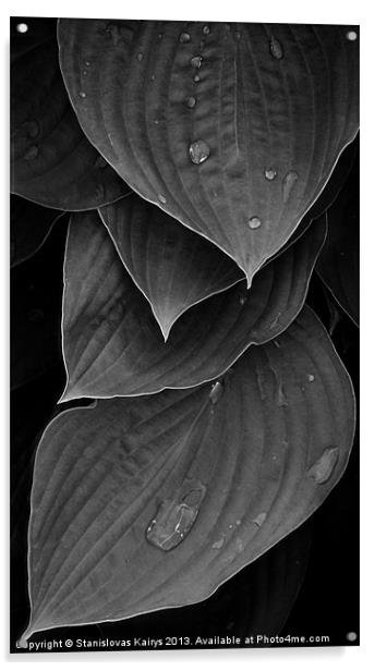 Foliage #1 Acrylic by Stanislovas Kairys