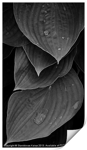Foliage #1 Print by Stanislovas Kairys