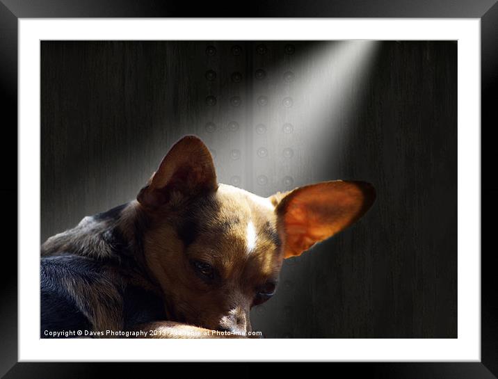 The Wolf Within Framed Mounted Print by Daves Photography