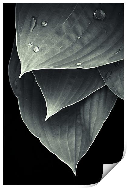 Foliage #2 Print by Stanislovas Kairys
